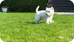 Pet-friendly turf installation