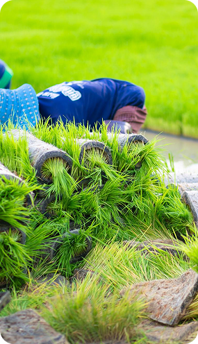 Professional installing artificial grass